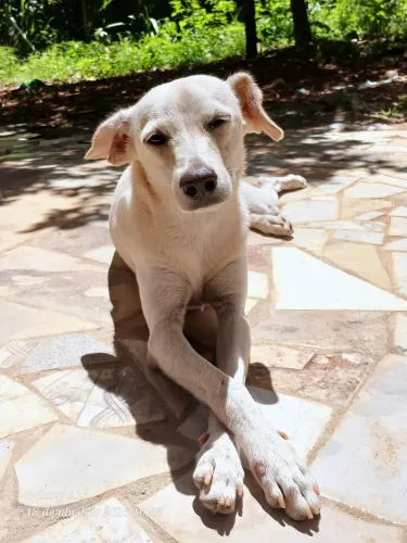 Cachorro fêmea 