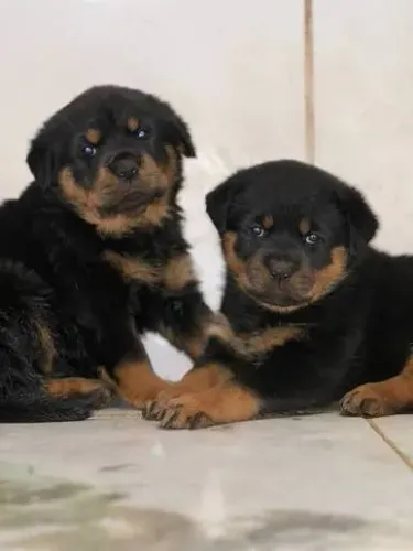 Rottweiler filhotes