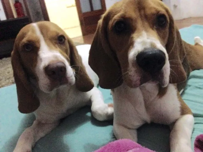 Beagles 