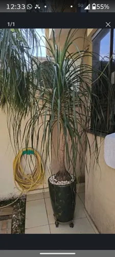 PLANTA PATA DE ELEFANTE-adulta