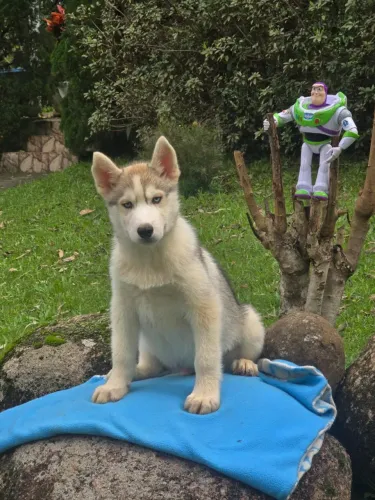 Husky Siberiano MACHO