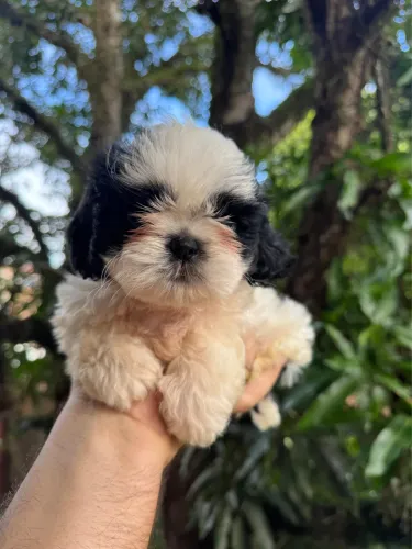 Filhote shihtzu pedigree