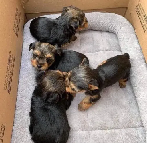 Yorkshire Terrier - Um Filhote Que Nasceu Para Fazer Parte Da Família Agora