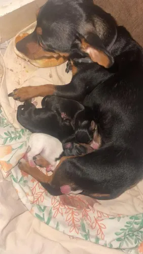 cachorro Pincher 
