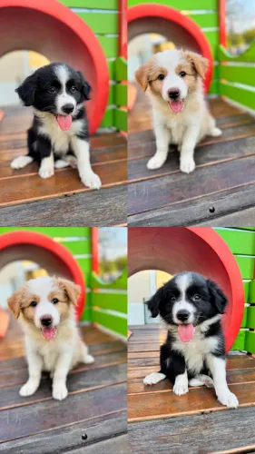 Border collie