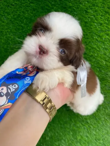 Shih tzu Um pet que adora estar perto das pessoas