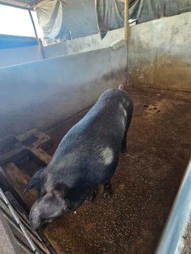 Porco Duroc com Pietran Inteiro 150kg