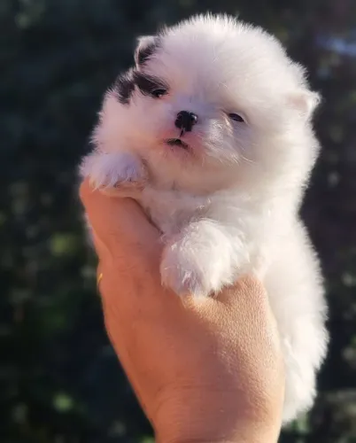 Spitz Alemão