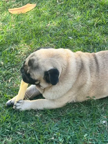 Pug