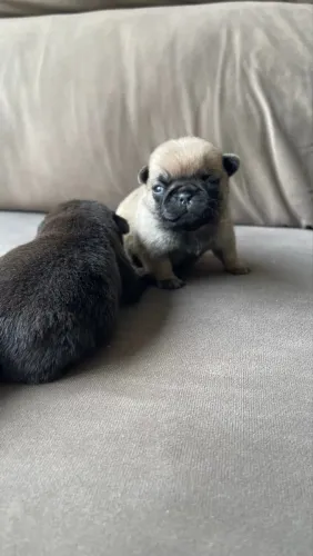 Pug Encontramos o companheiro que você procurava