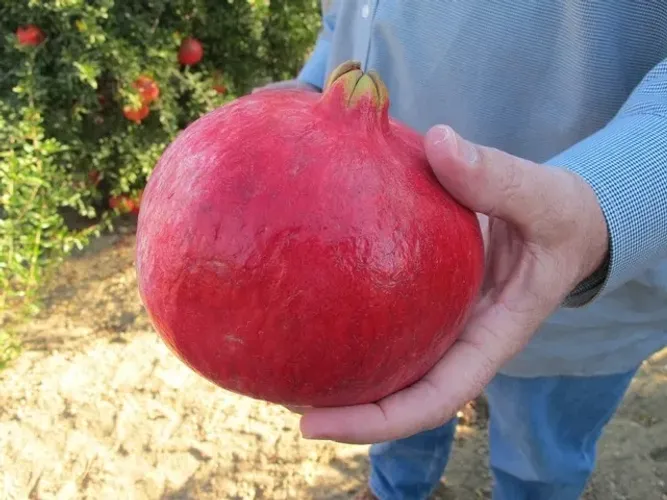 Romã Americana de Frutos Enormes Mudas - Produz em Vaso