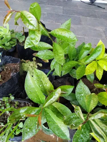 Planta Ora pro nobis comestível