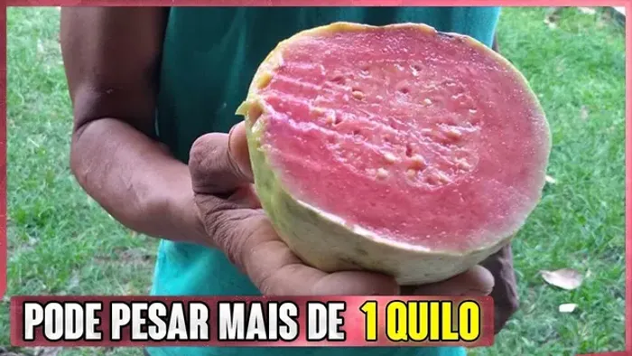 Mudas de goiaba tailandesa gigante  tamanho 2 metros 