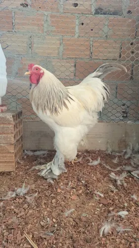 Ovos de brahma