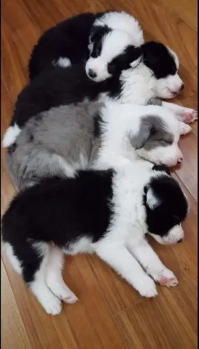 reserve o seu bebe de collie