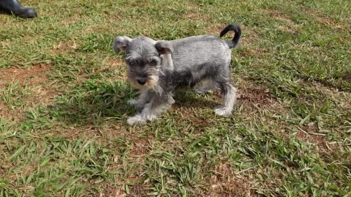 Schnauzer macho e fêmea maravilhosos