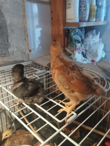 Pintinhos Embrapa 51 e Caipira.