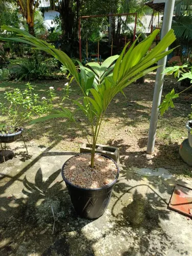 Vendo palmeira australiana, ótimo para arborização, já vai no vaso