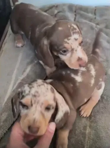 Basset teckel carinhoso e de otima linhagem