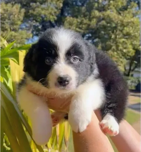 Filhotes fêmea Border Collie