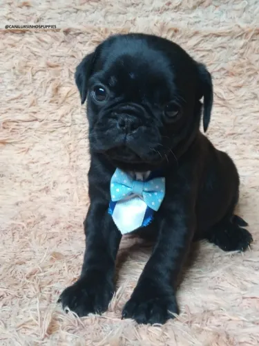 lindos bebes de pug pronta entrega garanta hoje seu 