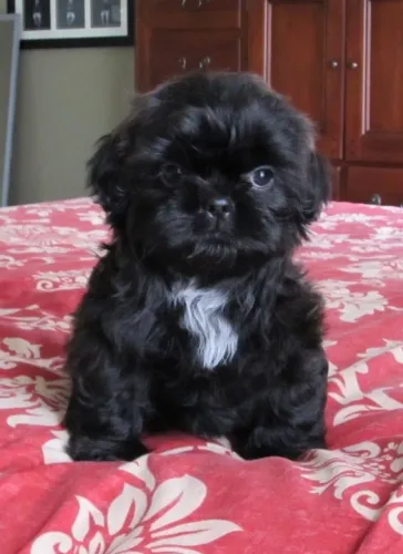 Filhoets de Shih tzu | Prontos para encher sua casa de alegria.
