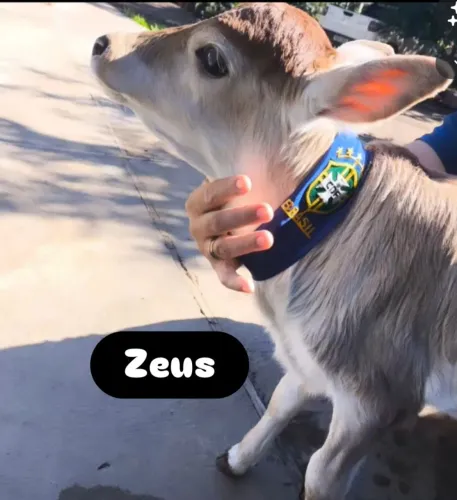 Mini Bezerro Puro