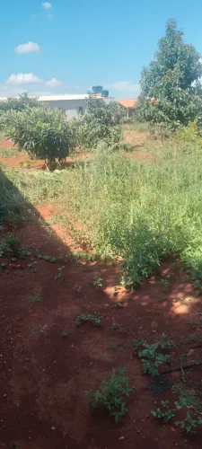 Jardins e limpeza em geral