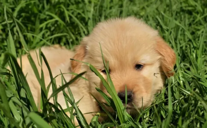Golden Retriever Contrato de Compra e Venda - Filhotes Disponiveis
