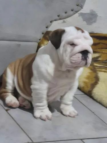 Lindo filhote de Bulldog inglês