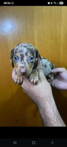 Quem sempre quis agora pode terteckel