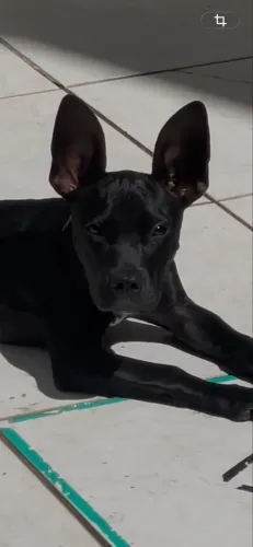 DOA-SE PITBULL