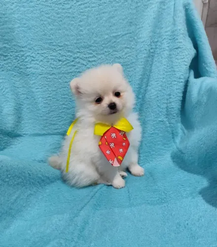 Spitz alemão