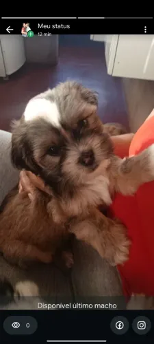Filhote Lhasa macho