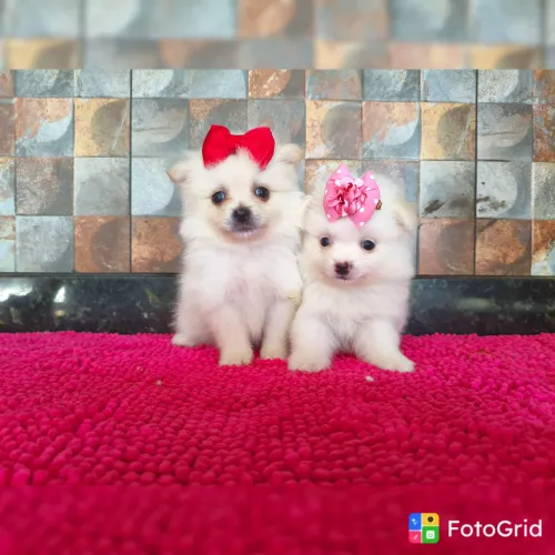 SPITZ ALEMÃO PROMOÇÃO PEDIGREE CBKC