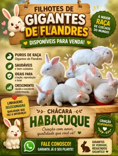 Coelhos Gigante de Flandres