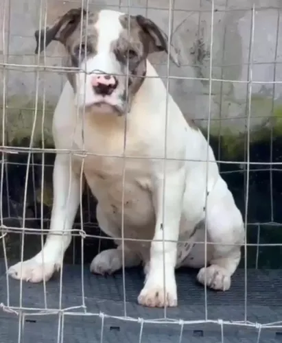 Filhotes de pit monster Merle