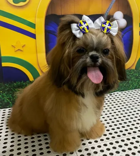 Vendo shihtzu 90 dias vermífugado com a primeira dose de vacina importada.