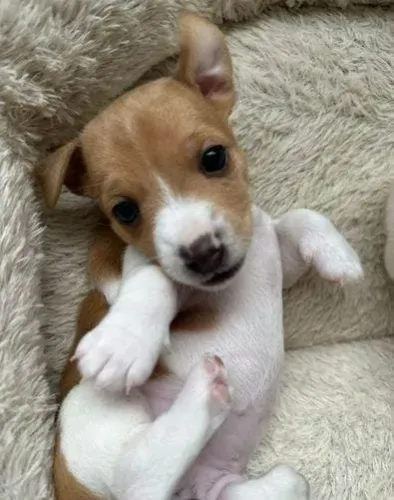 Jack Russel Terrier a Pronta Entrega.