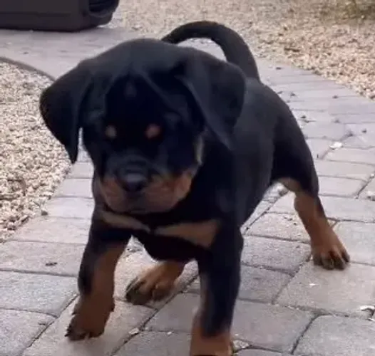 FILHOTES DE ROTTWEILER DISPONÍVEIS