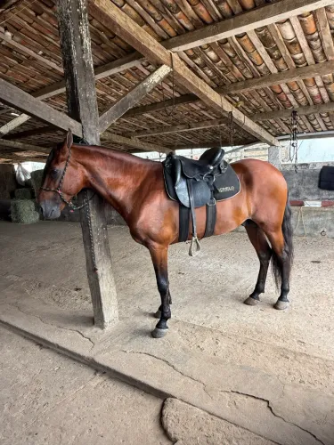 Cavalo mangalarga 