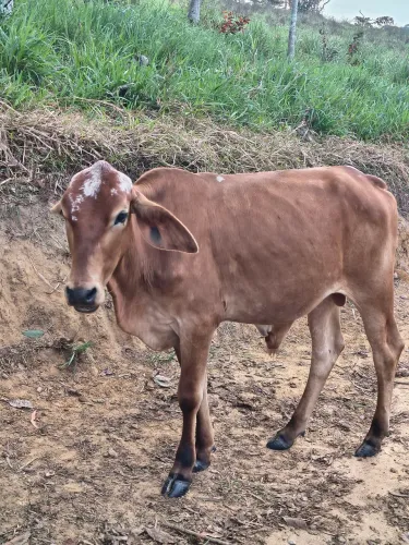 Uma Bezerra e um Bezerro bom para recria