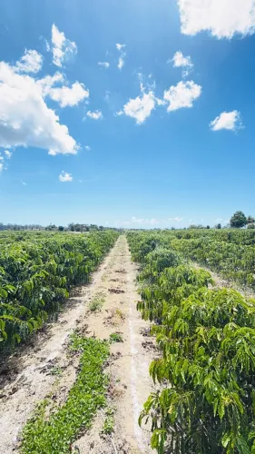 Fazenda de café produtiva e estruturada