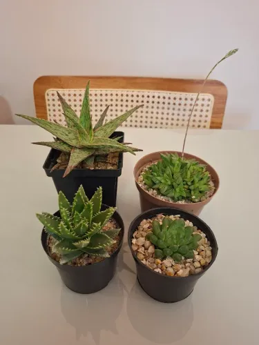 Kit de suculentas 2