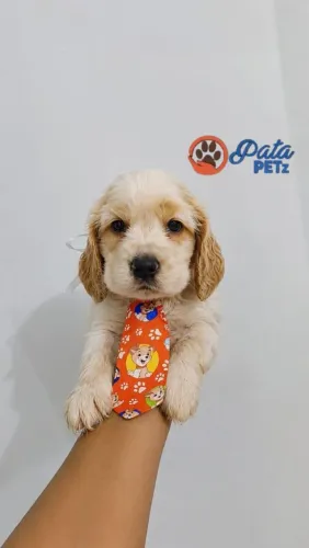 Coocker Spaniel Inglês