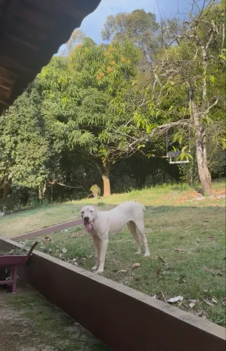 Dogo argentino