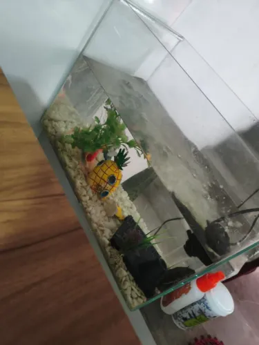 Aquário 45L com enfeites