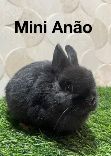 Mini coelho anão