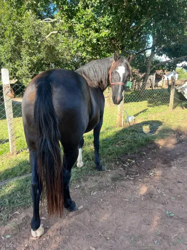 Égua quarto de milha preta
