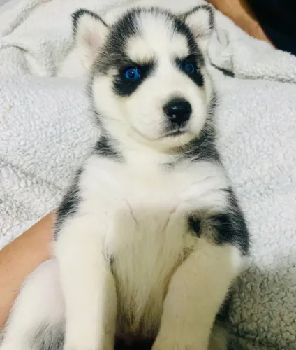 Filhote Husk Siberiano Puro